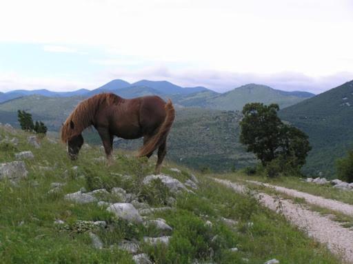 Apartment Mare & Bartol Bribir (Primorje-Gorski Kotar)